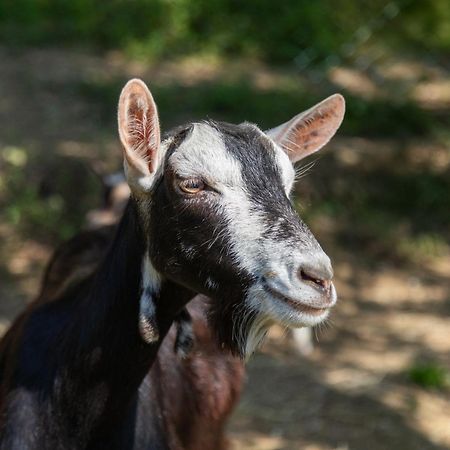 Alpaca Country House Понтедера Екстер'єр фото