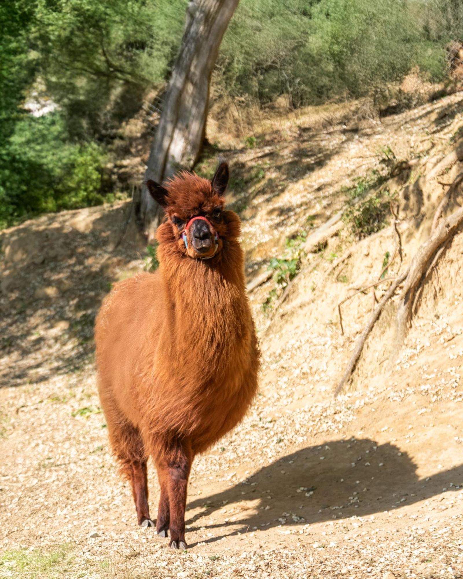 Alpaca Country House Понтедера Екстер'єр фото