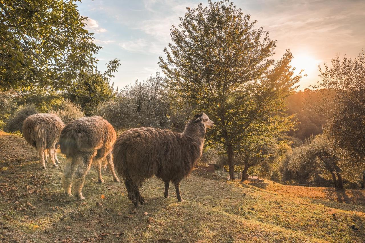Alpaca Country House Понтедера Екстер'єр фото